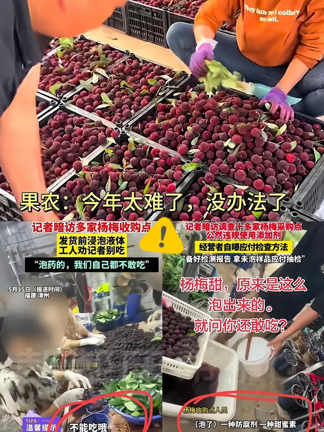 谁也没想到，几颗违规泡药的杨梅，直接让漳州整个杨梅产业陷入绝境。如今反噬来