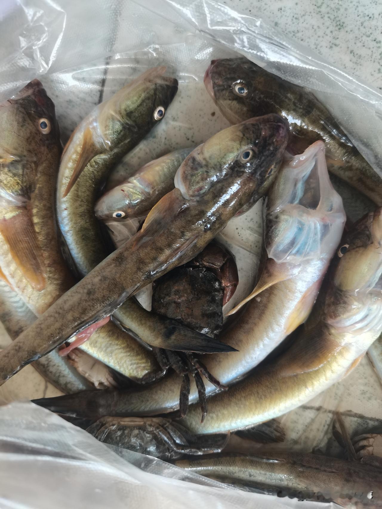 喜欢吃海鲜的友友谁认识这个鱼快告诉我到底怎么吃？姑姑给的，活蹦乱跳的小鱼，我是