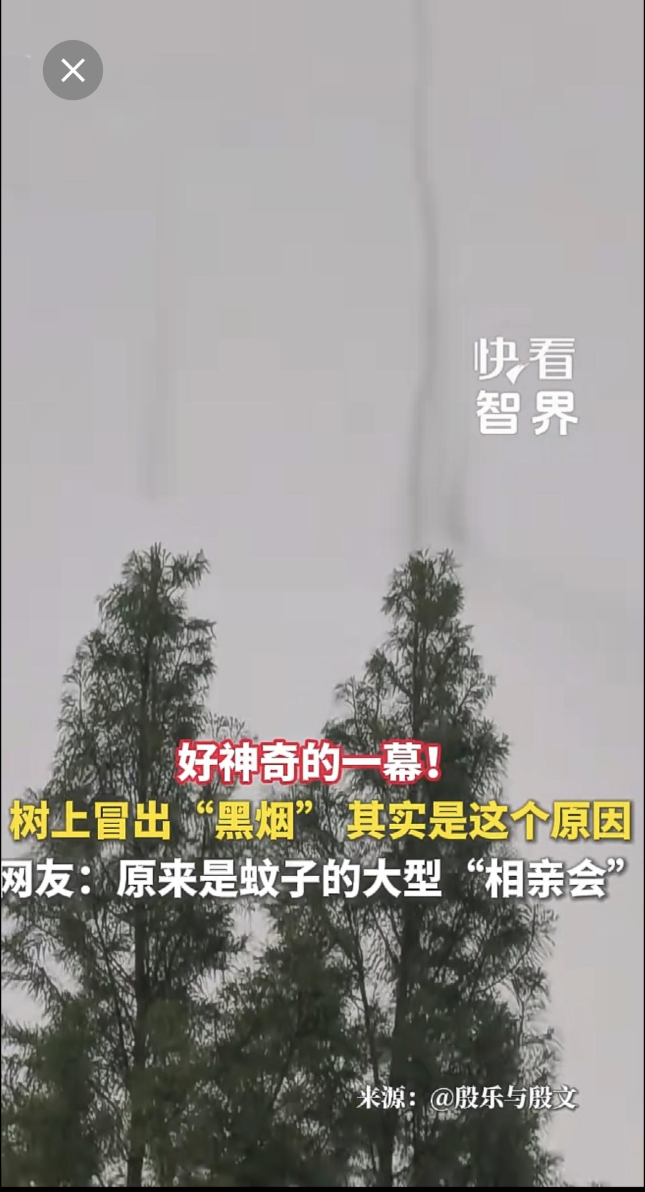 好神奇的一幕！树上冒出“黑烟”，其实是这个原因。网友：原来是蚊子的大型“相亲会”