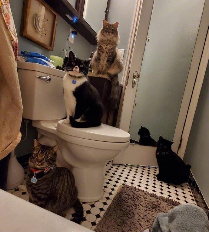 主人每次洗澡，家里的猫就这样聚过来了...