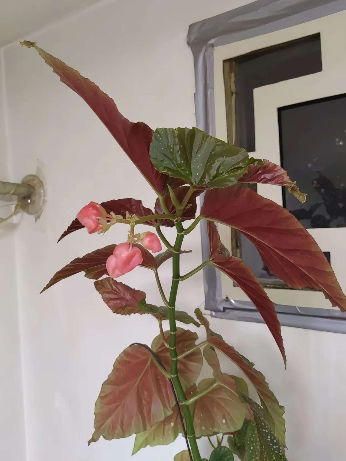 这个不知道是什么花，去年从朋友哪里拿回家扦插的，平时就浇水，没有施过肥料，现在长