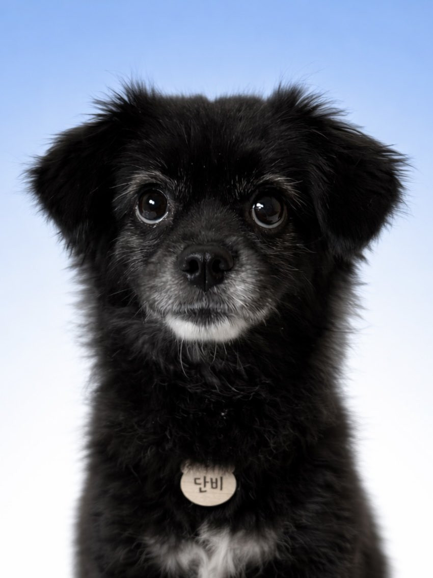 狗狗证件照，一只像小学毕业照，一只像就业照海外新鲜事热点现场