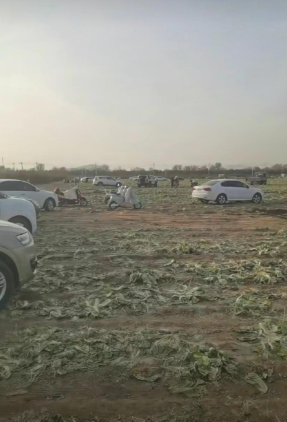 11月7日，内蒙古一种植户反映，因被新闻媒体错误报道白菜免费，导致突然来了七八百