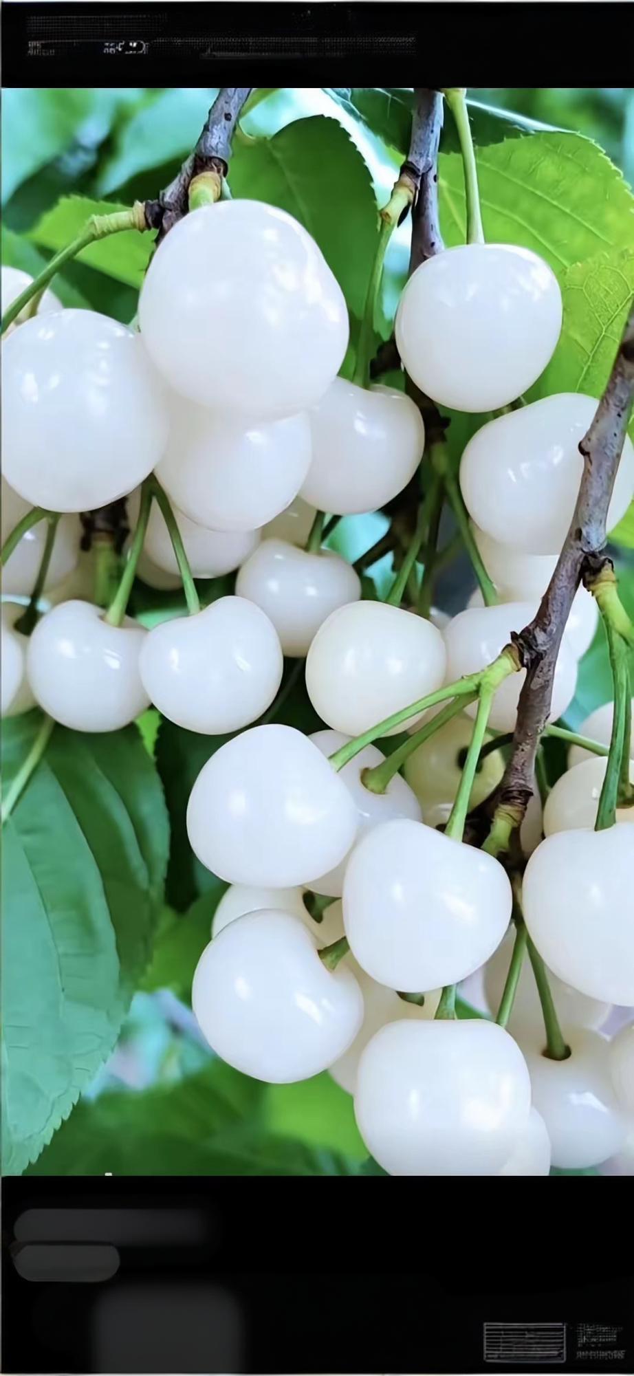 这有这种颜色的樱桃吗