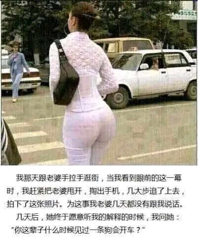 真是第一次见狗会开车的，紧急抓拍没毛病