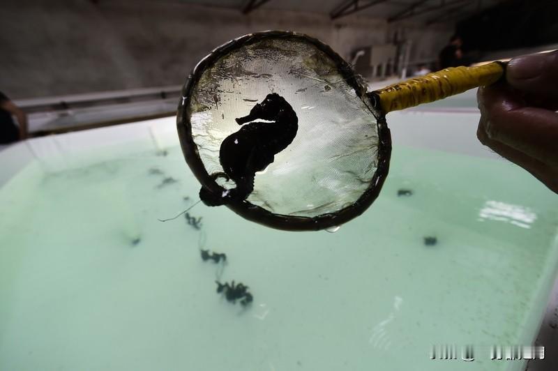 千元购买海马没想到居然是塑料做的广东梅州的陈先生家里泡了十几年的药酒被儿子