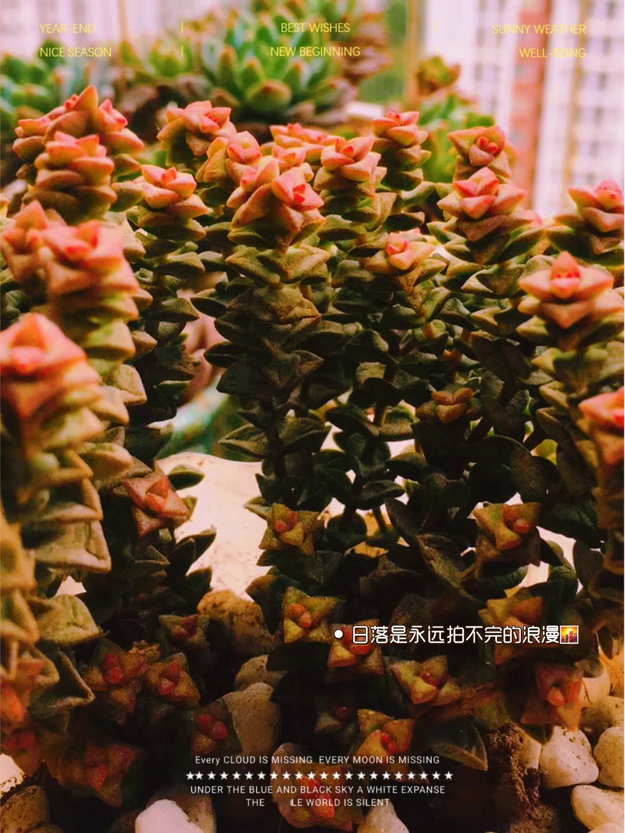 多肉夏天可以暴晒吗?多肉夏天可不能随便暴晒。夏季紫外线强，多肉叶片水分蒸发快，