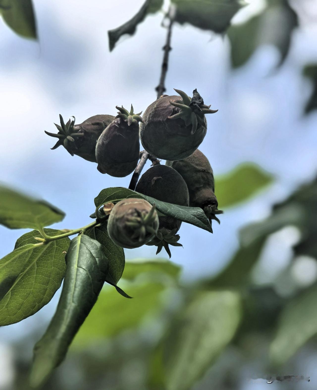 租户发来微信说抽油烟机效果不好，想换一个新的，费用我与她均摊。房子是精装修，