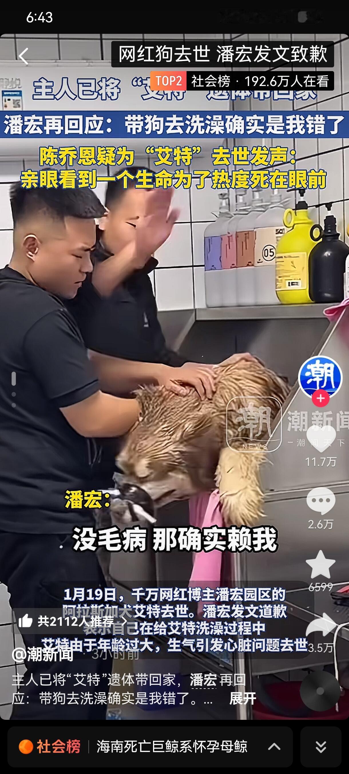 训犬师谈网红狗艾特洗澡死亡潘宏训的最成功的就是他的“粉丝”dy的评论区下面的人