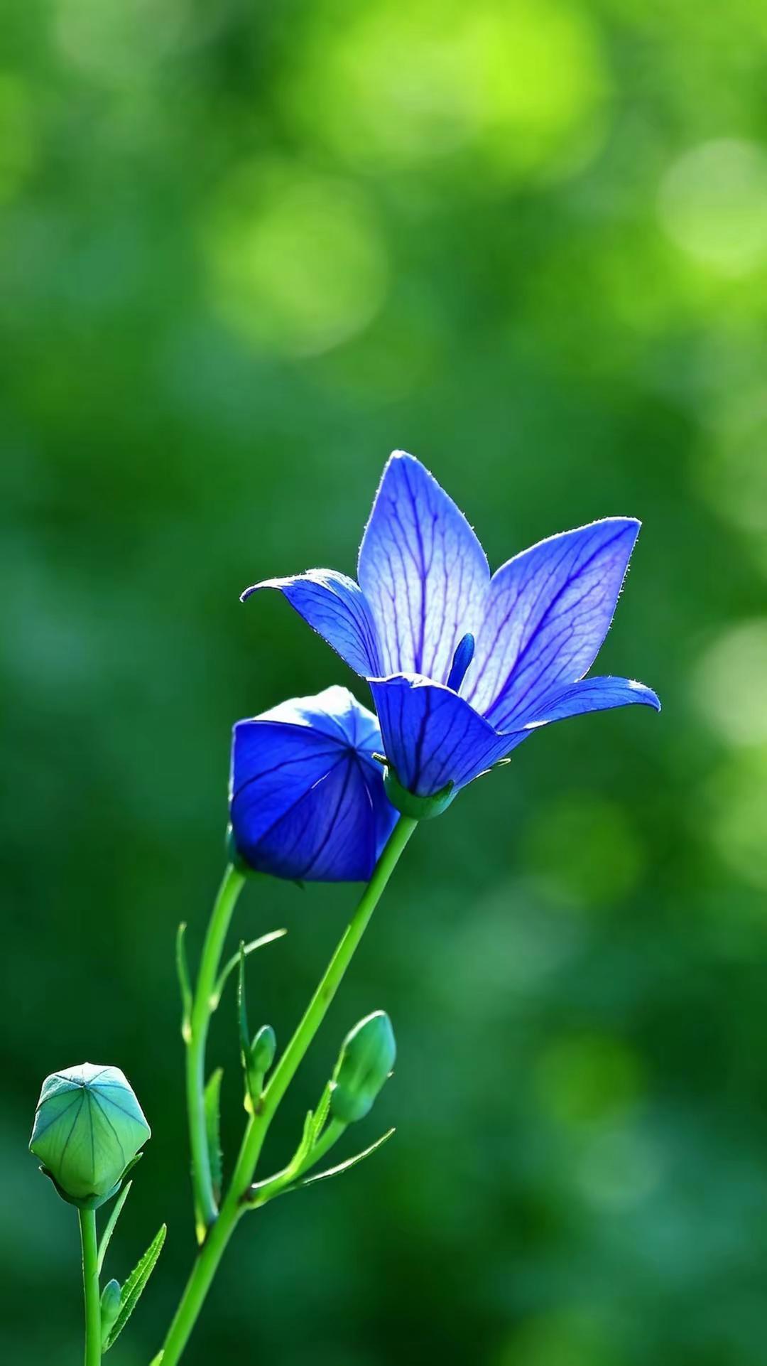 就让岁月开成一朵花。原创花草摄影我的摄影日记花卉摄影原创分享原创摄影