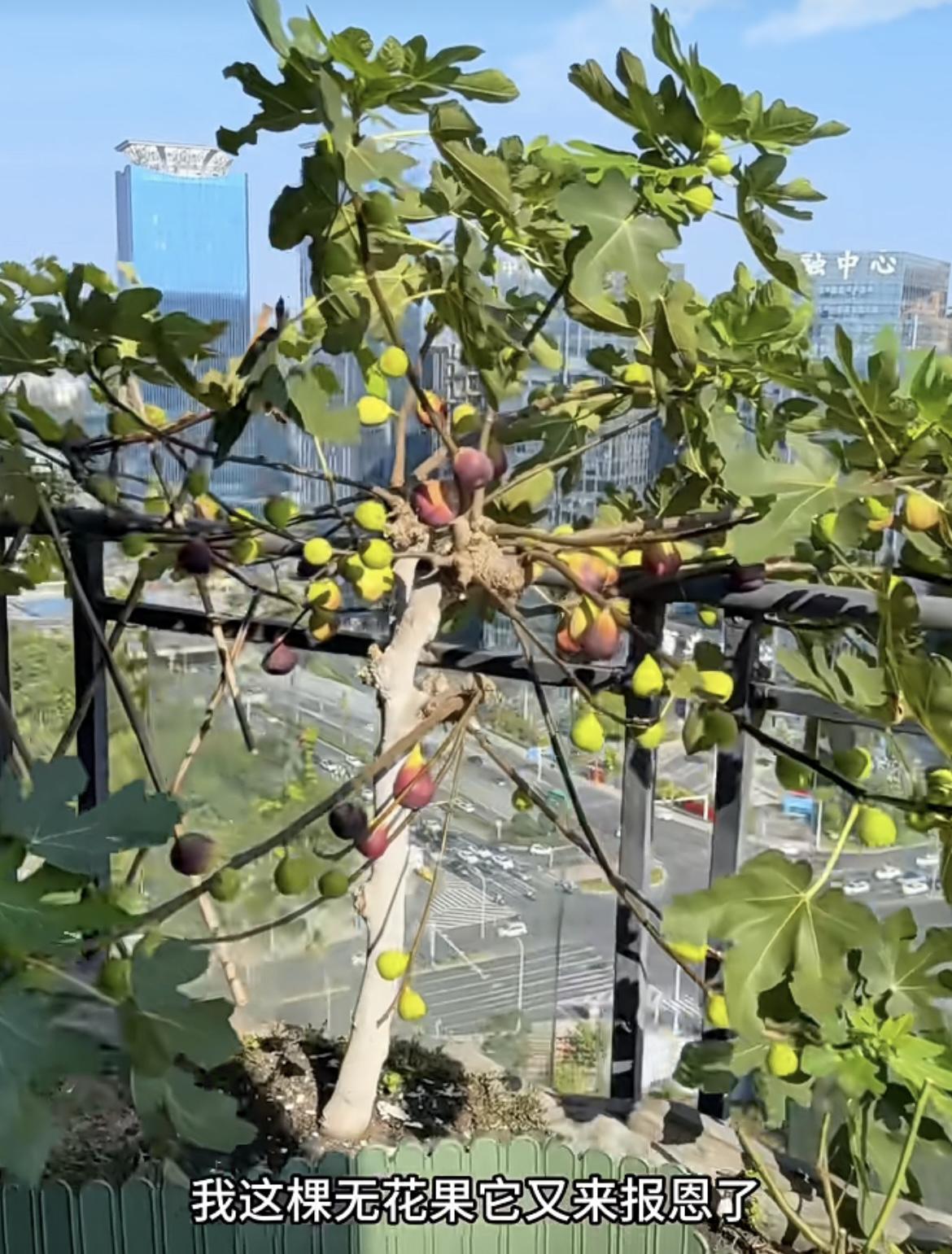 我的今日状态：😁轻松愉快我这里的天气：🌤️多云在楼顶种植的无花果熟了，