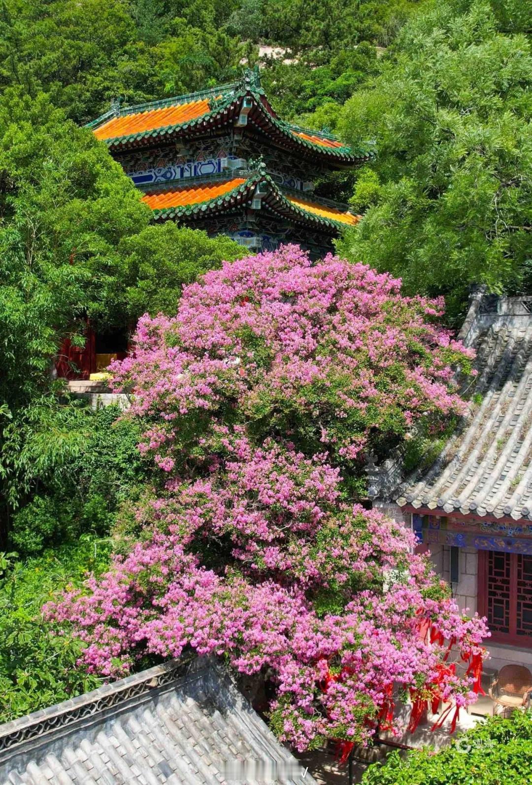 青岛崂山紫薇花绚烂盛放近日，青岛崂山太清游览区明霞洞一株树龄超过600年的紫薇