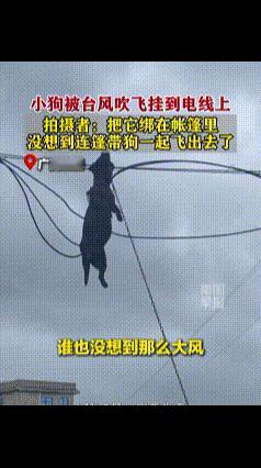 台风天把狗绑帐篷里，结果连篷带狗飞挂电线上！这操作谁能想得到？9月25日广