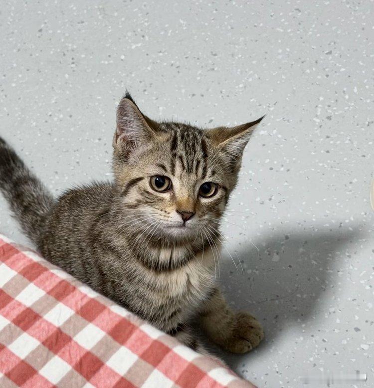 刷到一只很像王俊凯的小猫咪🐈‍⬛‧₊˚​​​