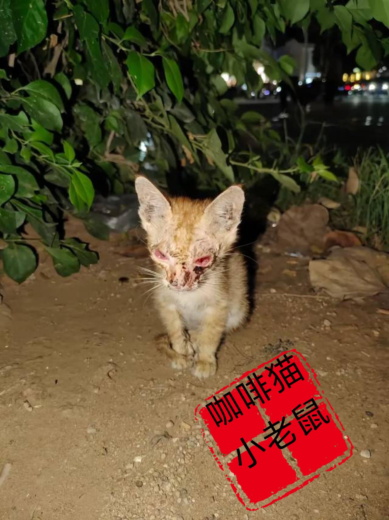 这又是谁家被抛弃的小猫咪，都已经伤成这番摸样了，她还是一日既往的相信面前的人类是