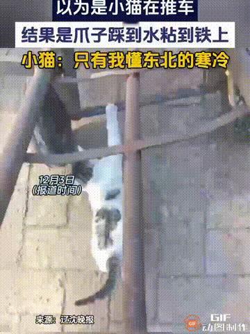 笑不活了！辽宁阜新一名女子家里养了一只小猫，公公准备推车去豆腐坊拉豆子时，小猫突