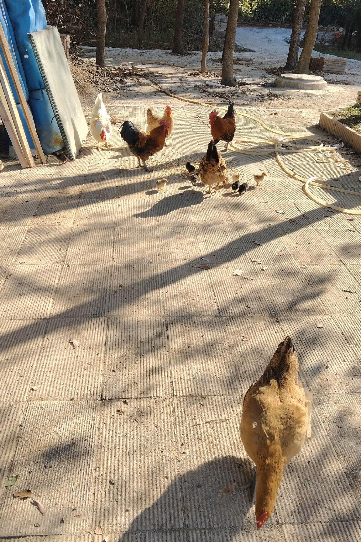 昨天买了一只鸡9.5一斤，菠菜现在6块钱一斤，猪肉也8块钱一斤，今年不知道什么原