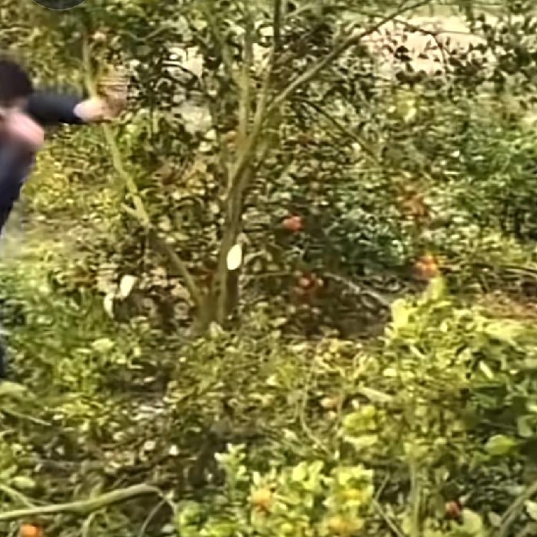 即使这样的操作是一个误会,也无法再挽回了广东湛江一位农民辛辛苦苦用了30年的时