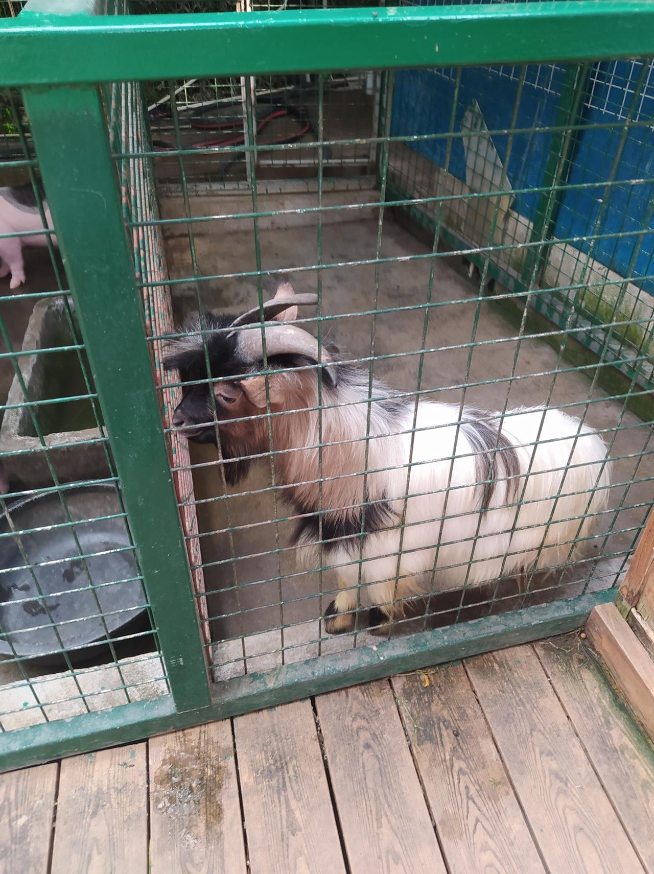 晒图笔记大赛这是什么羊？我花了20块钱买了一小包食物（胡萝卜加白菜叶）喂了他，其