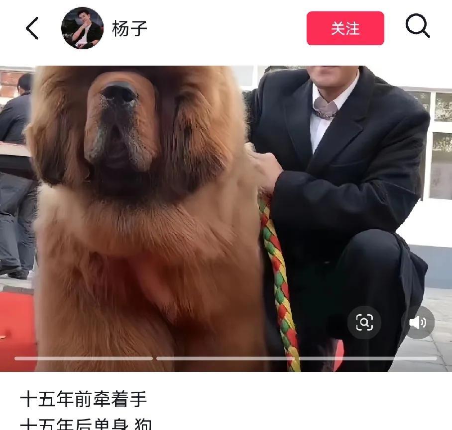 要被笑死在杨子的评论区，前一秒还在深情，后一秒看到评论区的美女“我觉得你能领我