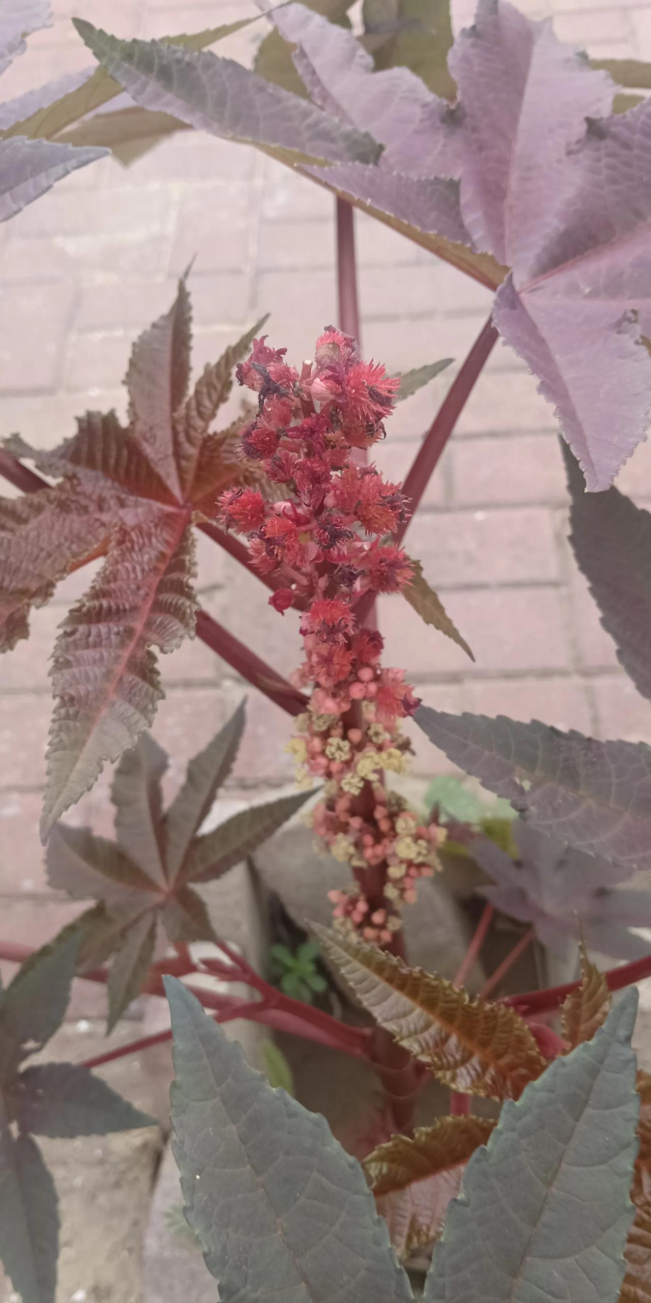谁能告诉我这个长得像鸡冠子花一样的是什么？今天在路边看到了这个树，叶子像蓖麻叶