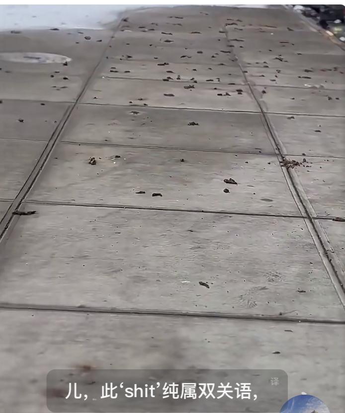 积雪融化，纽约人崩溃了，街道全都是密密麻麻的大便，没有白色的雪花覆盖，全部都暴露