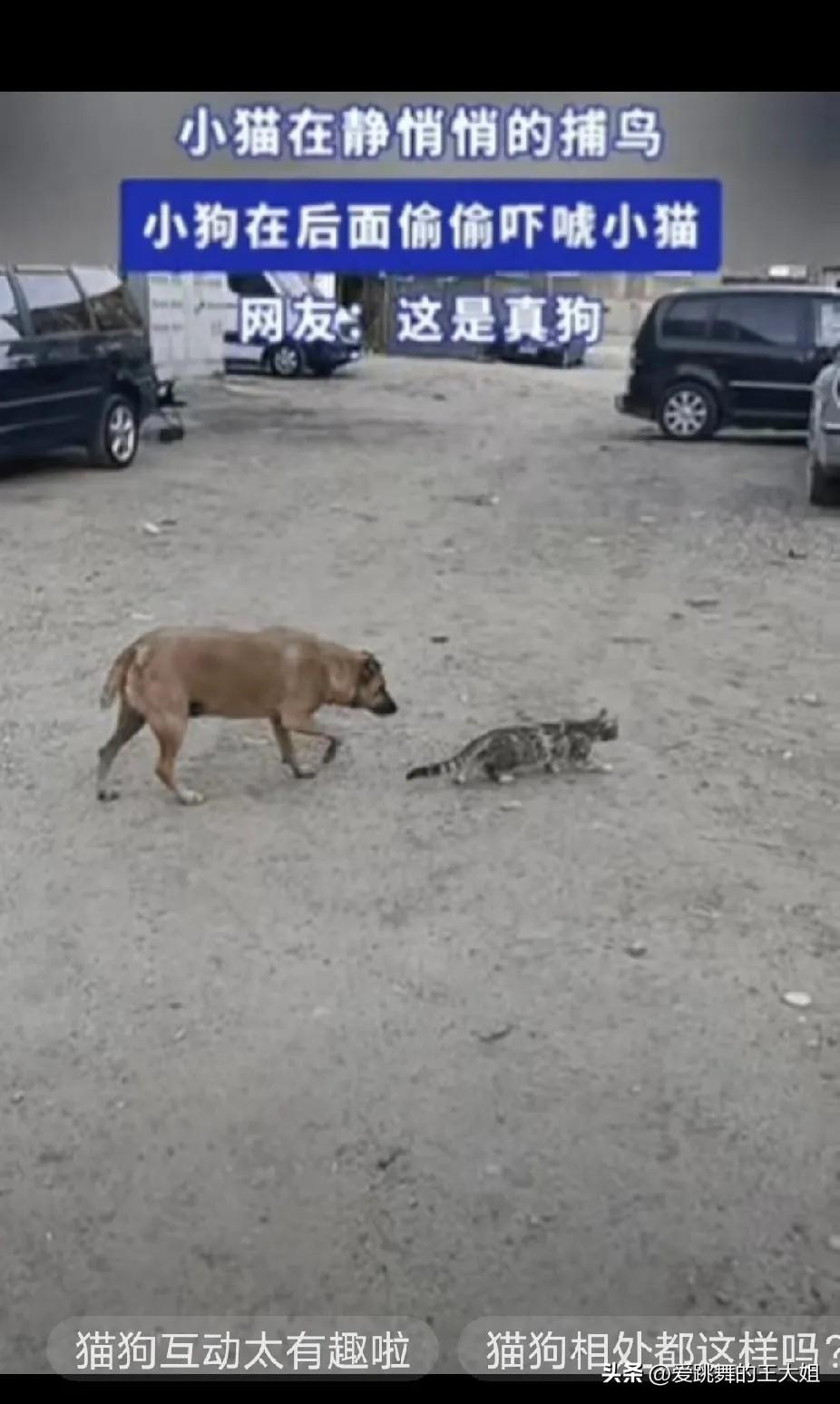 万万没想到！”一只小猫发现了一只小鸟，静悄悄的准备捕鸟，不料，一只小狗看到后，偷