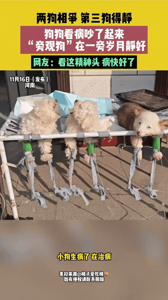 笑不活了！河南，主人带狗狗去治病，结果两只小狗直接吵了起来，吵的非常厉害。男子拿