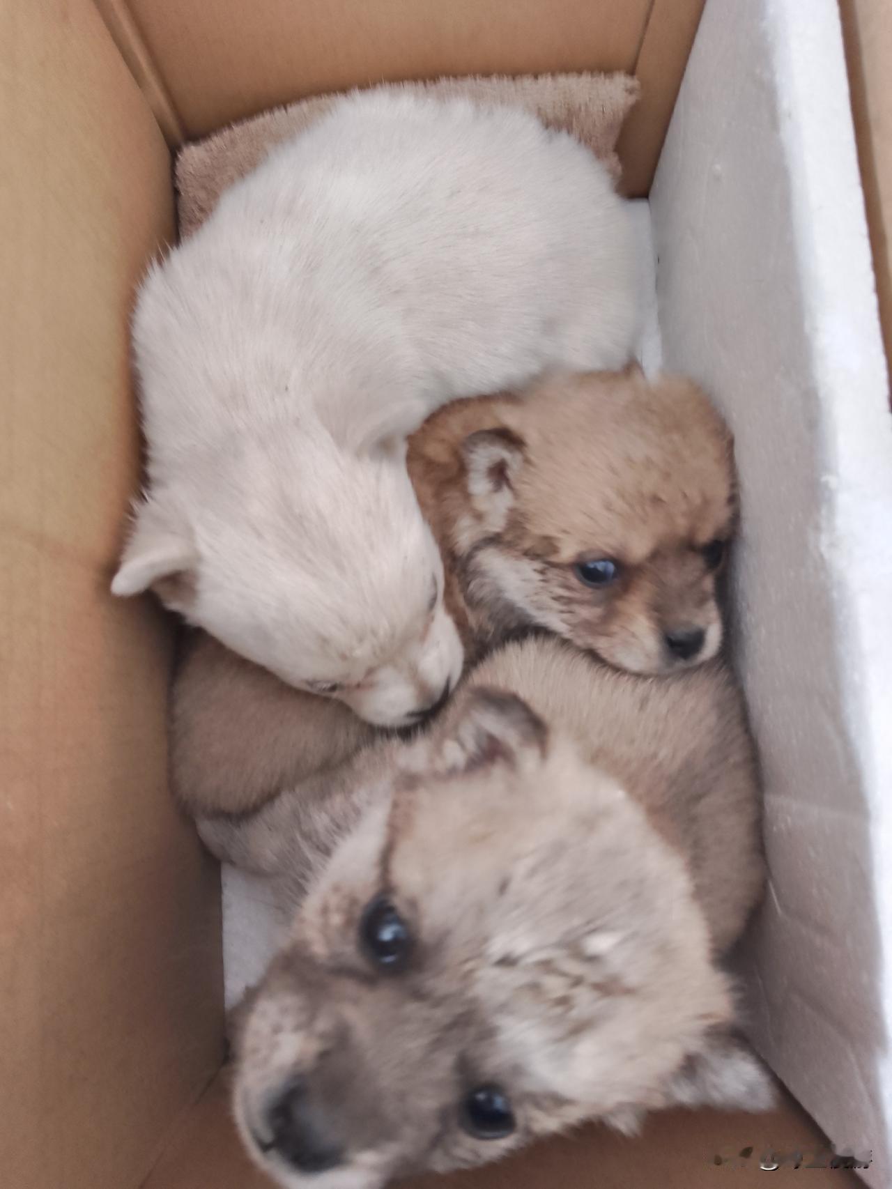 接送闺女上学、放学时，我在学校附近瞧见三只被遗弃的小狗崽。它们紧紧依偎在一起，浑