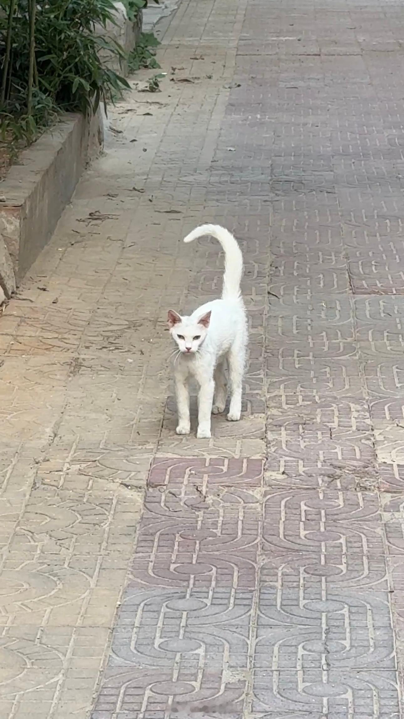 下午回来的时候想着跟猫猫们玩儿一会儿这天热的我一蹲下来它们就躺我面前了都不太想动