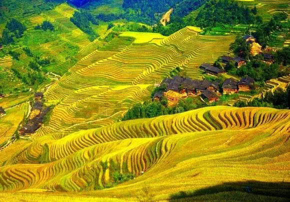 金秋的龙脊梯田，在秋风的吹拂下，像一片金黄色的海浪在翻滚。广西旅行在路上约吗​