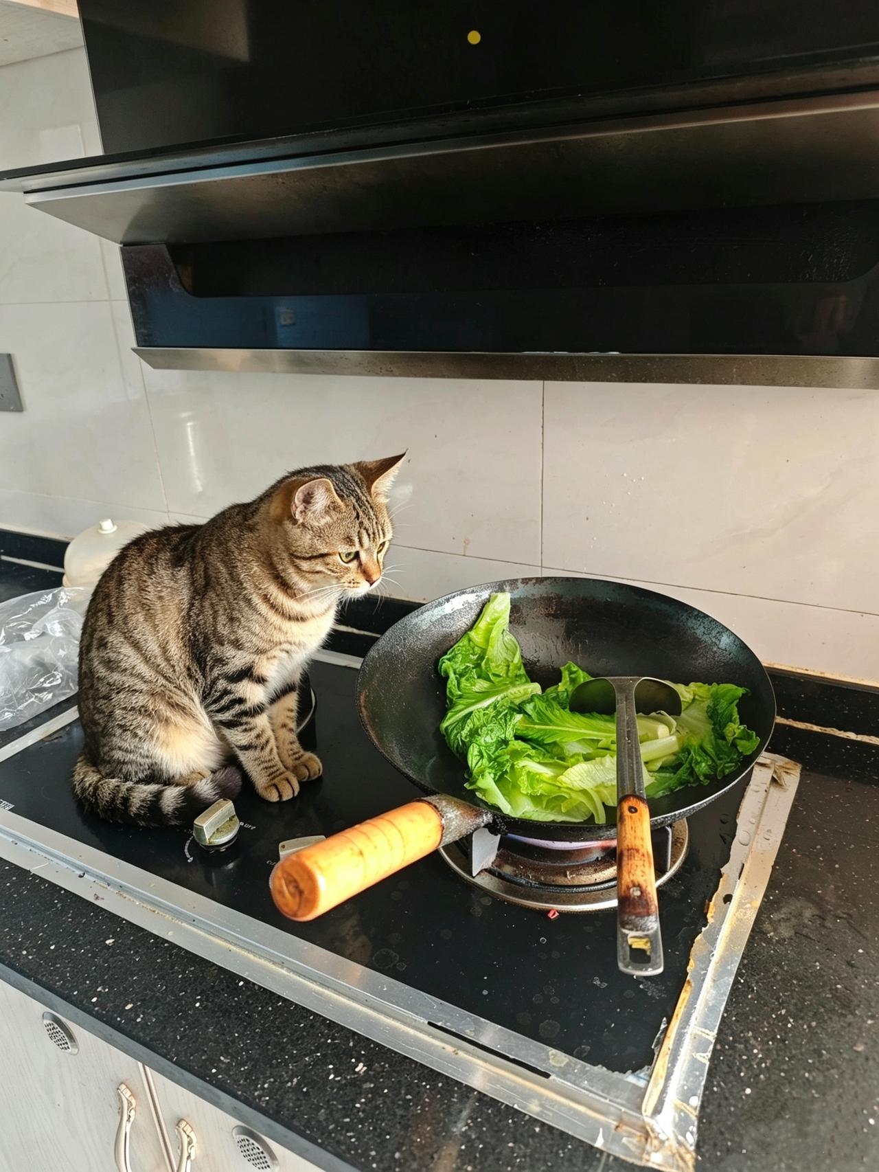 我服了，每次我炒青菜，我家的狸花猫必须在一边看着我，然后出锅的时候它必须吃到第一