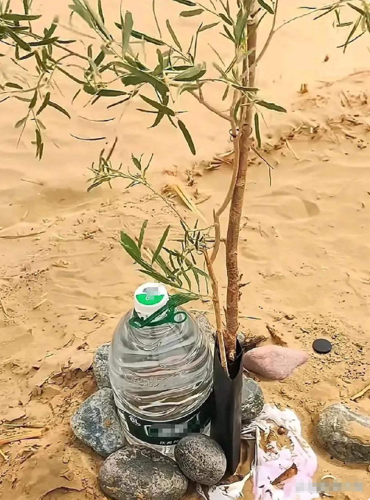 沙漠里了种的树苗，每棵树都有一桶水。这样是让这些树苗渴了自己拧开喝吗？