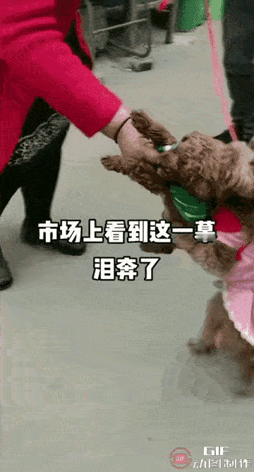狗妈妈看到自己的孩子要被主人卖掉了，用爪子抱着自己的孩子不松开，这是难以割舍的母