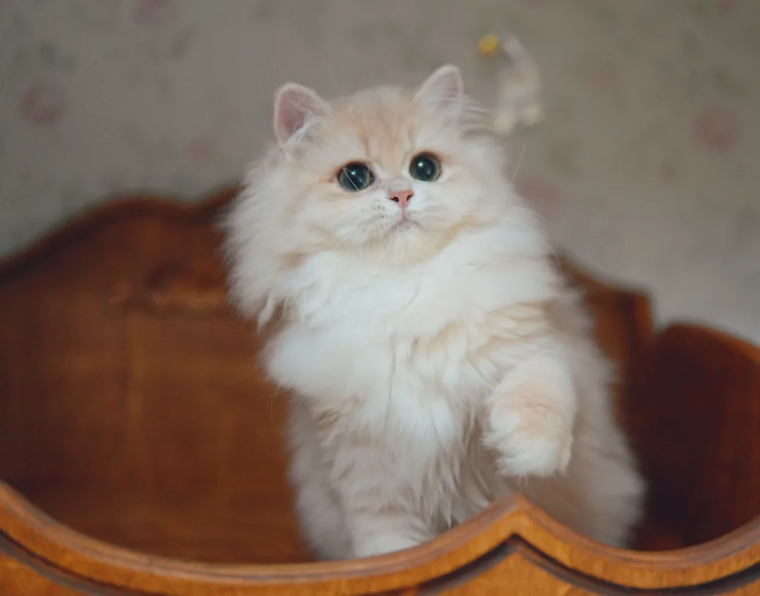 这样的小猫可爱吗