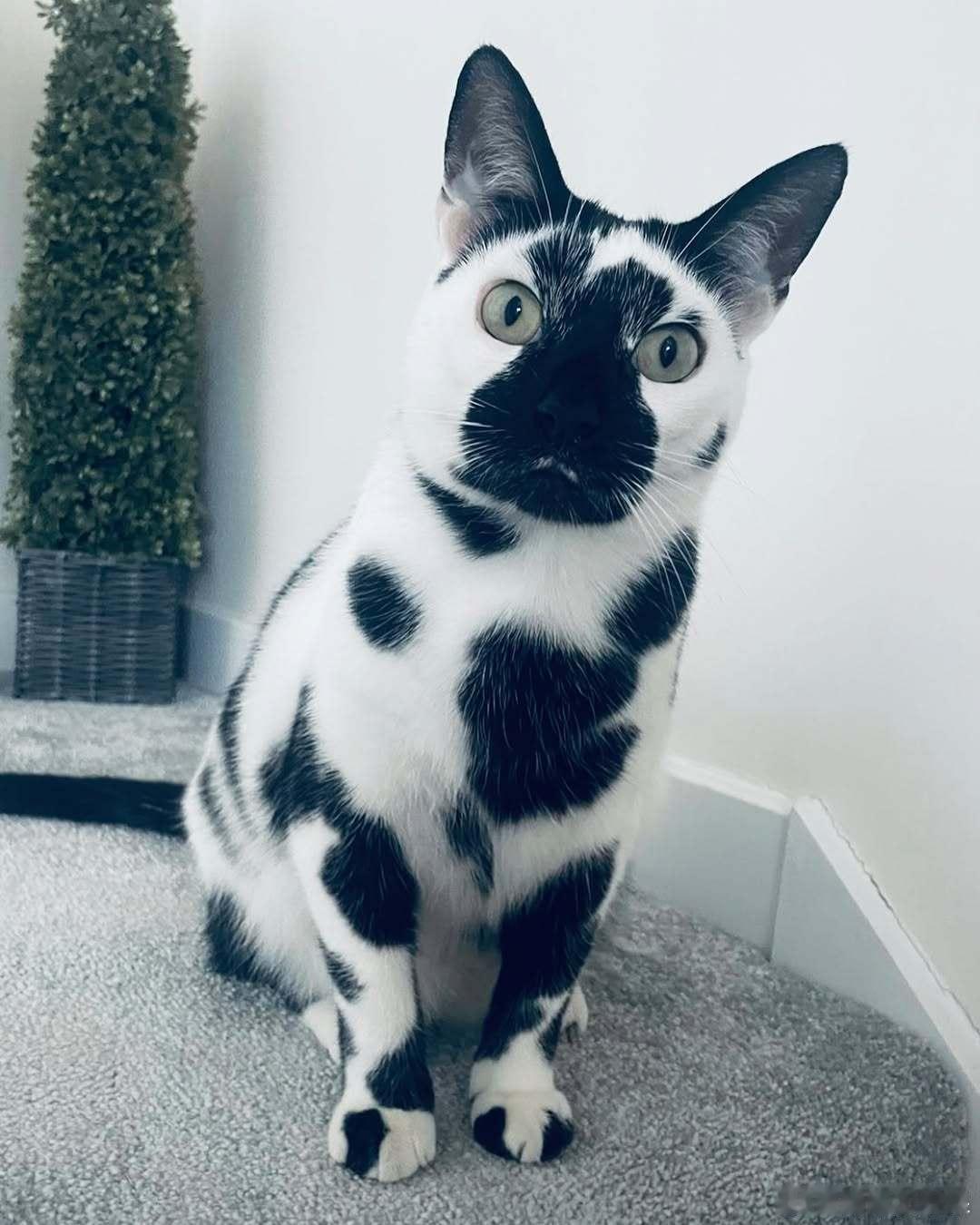 正经黑白奶牛色猫咪🐄cr：moothecowcat​​​