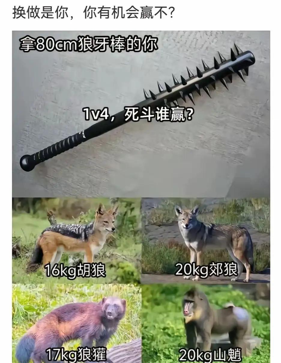假如人类拿着个80cm的狼牙棒和下面四个动物1v4死斗，能赢吗？