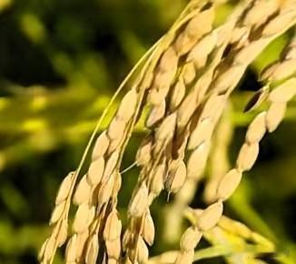 五大常任理事国的粮食自给率情况如下：第一，法国的粮食自给率高达329%。第二，俄