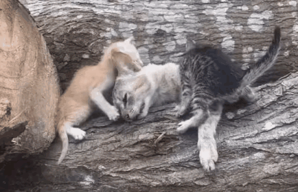 太可怜了！这天一位小哥哥去干活，当他走到一个木头堆的时候，看到了无比凄惨的一幕，