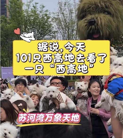 下篇101只真狗＂约会＂植物狗：上海，在花海中写下一封治愈情书当101只