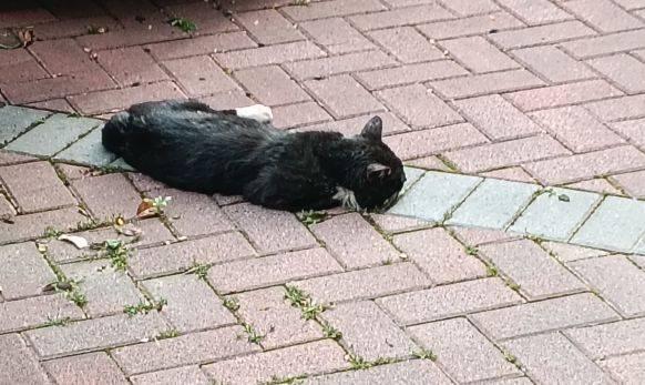 【喵喵】猫猫虫​​​