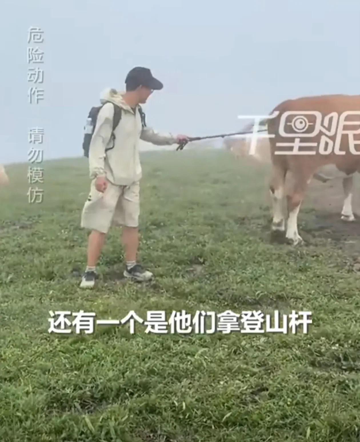 游客在五台山拿牛肉干喂牛，被牛围攻。一群游客在徒步途中遇到了牛群，有人拿登山杖
