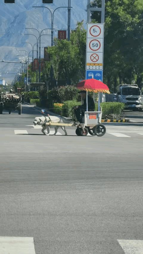 没摊上好主人。