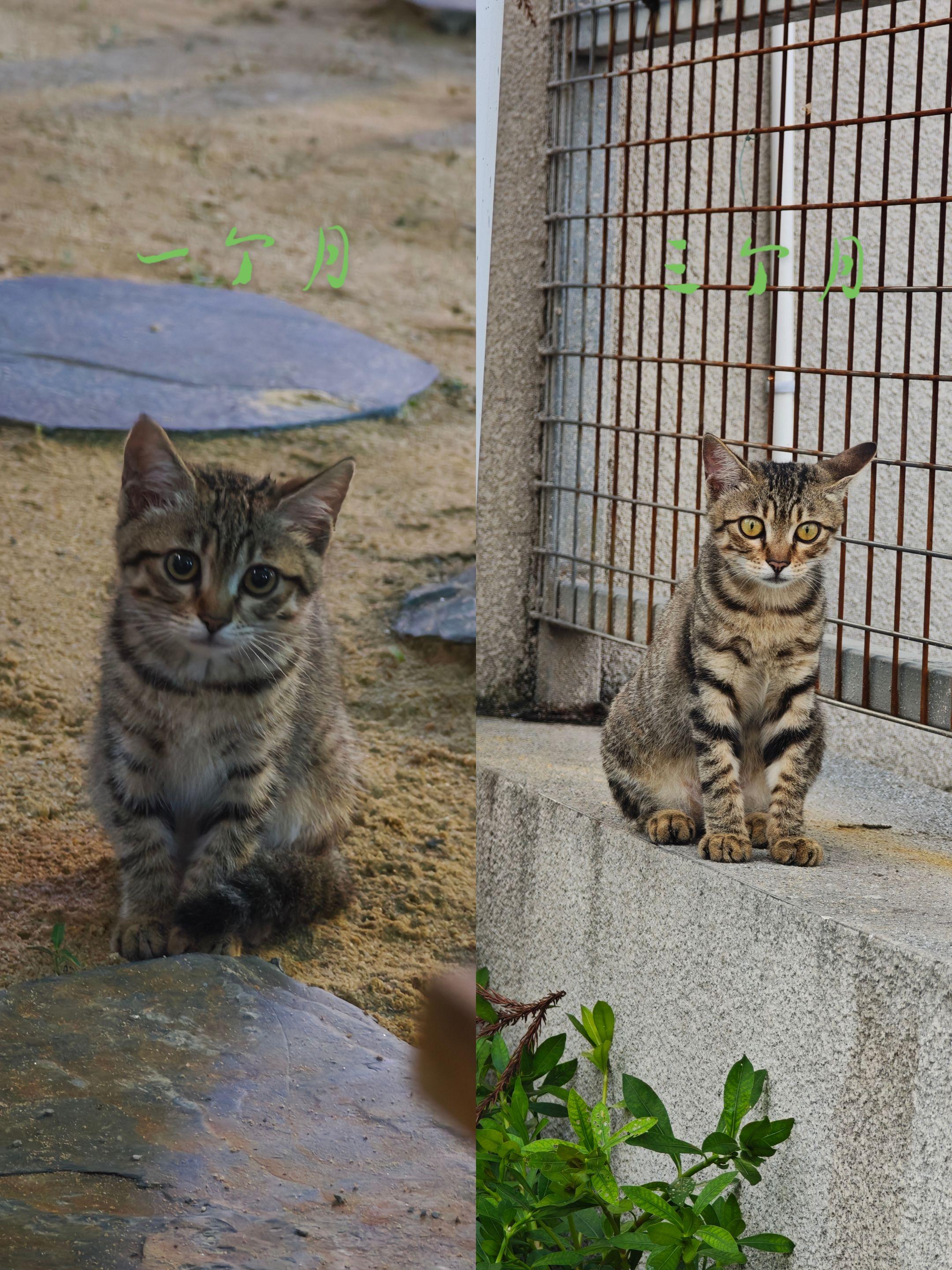 也许一只流浪猫都没有留下过一张照片。左边是6月20号给0119号小猫拍...