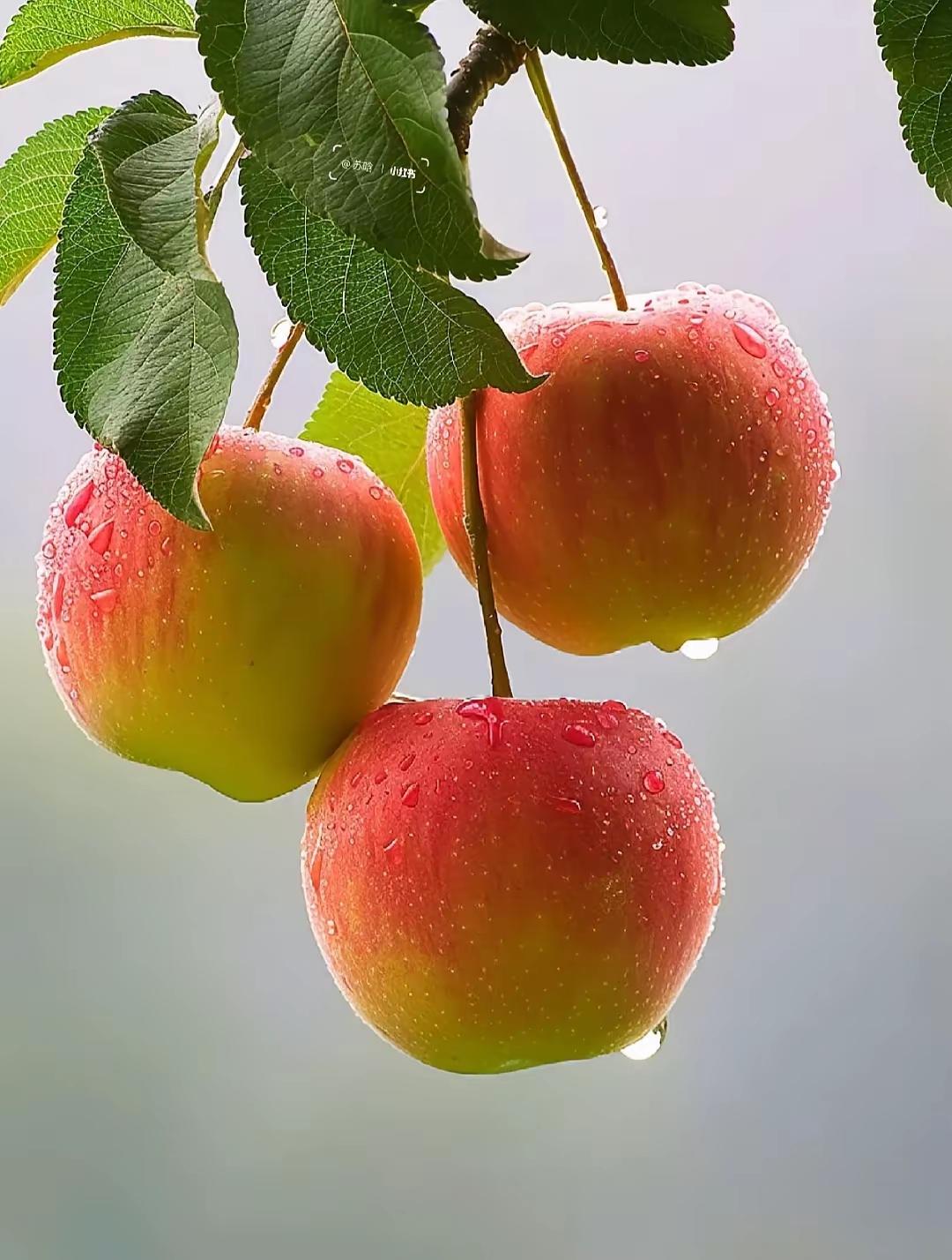 咖啡杯里的小阳春晨光漫过窗棂时，骨瓷咖啡杯总会先接住一缕暖。指尖碰着杯壁的