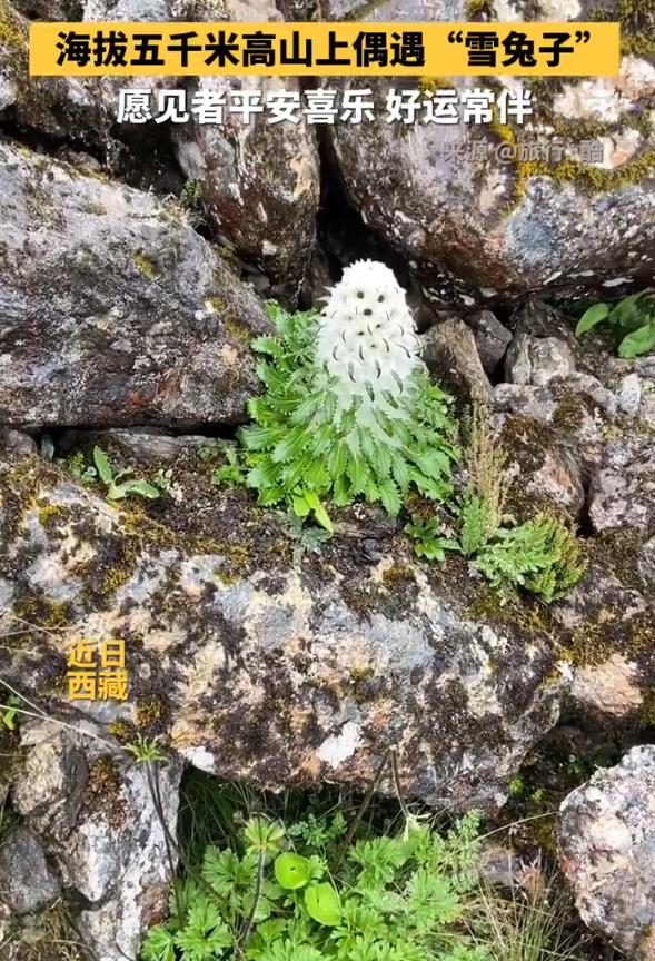 上央视了！西藏喜马拉雅山脉海拔5000米处，一男子竟偶遇一株神似小狗的“雪兔子”