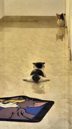我的个乖乖嘞！这地板滑得也太离谱了吧，简直跟溜冰场没两样！猫妈妈带着小奶猫上门串
