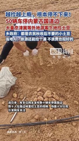 内蒙古国道边的“土豆狂欢”！50辆车扎堆捡漏，游客：越捡越上头你能想象50