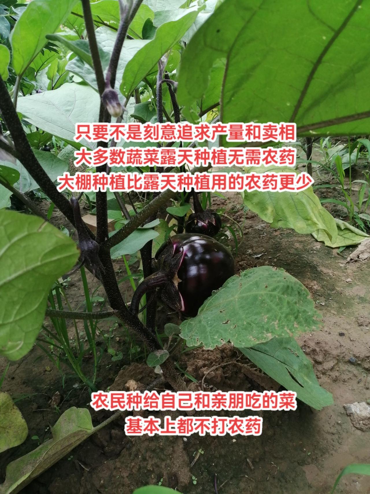 农民是怎样给自己种菜的？农村生活农村小园种菜