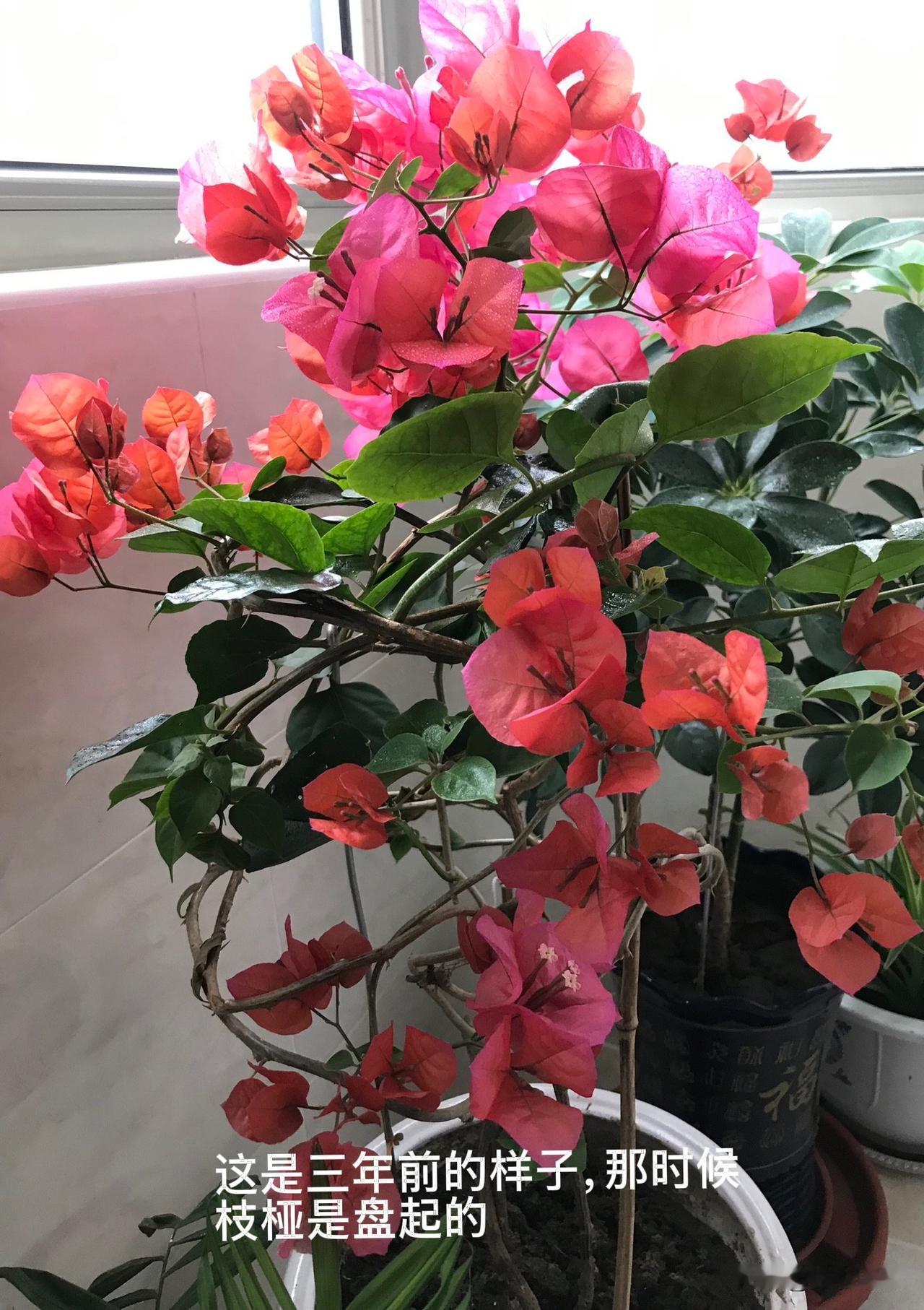 我养了十几年的三角梅，今年四月份花期结束后，我把枝桠都剪了，结果到现在还没长出一